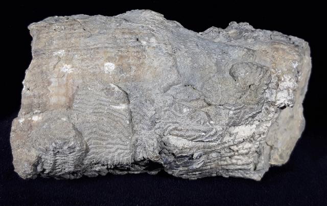 Hippurites (Vaccinites) cf. gosaviensis DOUVILLE 1891 - Bild © FossNet FossilienStore